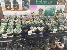Opuntia cacti seeds are notoriously slow starters, and you may end up waiting as long as a year. What Part Of The World Do You Live In And What Does The Succulent Selection Look Like At Your Local Stores Here S The Succulents Currently For Sale Outside A Local Grocery Store