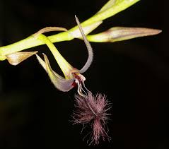 Image result for Bulbophyllum saltatorium