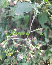 Image result for Senecio deltoideus