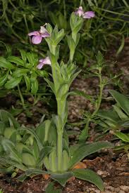 Image result for Craterostigma nummulariifolium