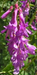 Image result for Hedysarum