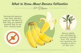 How To Grow Bananas From Seed