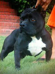 Produced Bully Dog Rare Dog Breeds Unique Dog Breeds