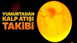 Muhabbet Kusu Yumurtasinda Ilk Kalp Atisi Goruntulendi Youtube