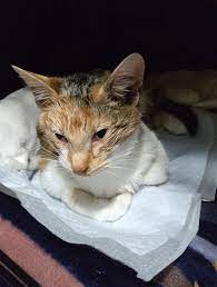宇都宮の猫不審死 保護した猫はエチレングリコール中毒疑い - 産経ニュース