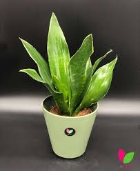 Image result for Sansevieria metallica