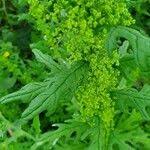 Image result for Dysphania schraderiana