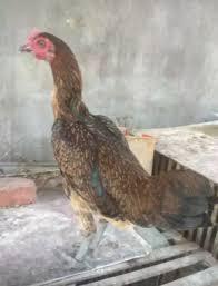 Kumpulan video youtube ayam aduan atau bangkok yang memiliki pukulan bagus sehingga mampu merobohkan musuhnya atau pukul ko. Ayam Laman 79 Jual Beli Hewan Jadi Mudah