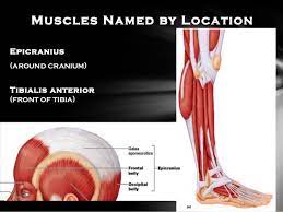 Despite their similar names, teres major has different actions and innervation from the teres minor. Muscular System M Mobility U Unity S Strength C Coordination