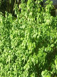 Image result for Acalypha fruticosa