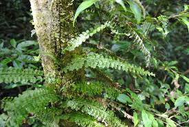 Image result for Vandenboschia