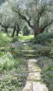 Olivenbäume gehören zur gattung der ölbäume (daher wird er auch echter ölbaum genannt) und. Jardin Du Vallon Raget A Saint Etienne Du Gres Beautiful Gardens Garden Paths Gorgeous Gardens