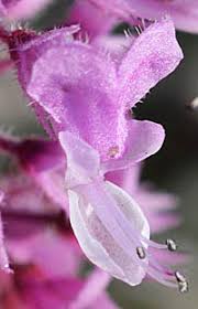 Image result for Syncolostemon elliottii