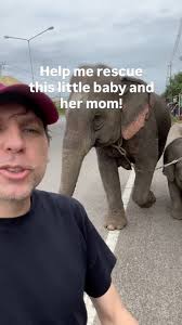 Urgent! Please help me rescue baby Carrot and her momma(Pumpkin) from a lifetime of slavery. Baby Carrot is only 8 months old. She has her whole life in front of her. They will be sold to a tourist ...