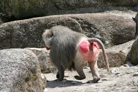 Картинки по запросу обезьяна павиан