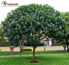 Image result for Warburgia ugandensis