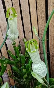 Image result for Ceropegia racemosa