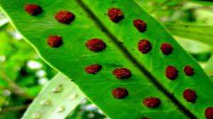 We did not find results for: Kunci Jawaban Buku Tematik Kelas 3 Sd Tema 1 Hal 175 178