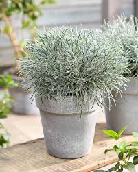 Image result for Ficinia