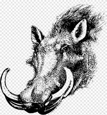 Gemeines Warzenschwein Wildschwein Fairchild Republik A 10 Thunderbolt Ii T Shirt Elchkopf Tier Schwarz Und Weiss Png Pngegg