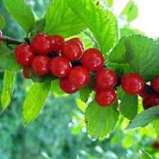 Ragoumier Ou Cerisier Du Nankin Arbuste Arbre Fruitier Arbuste Decoratif
