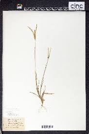 Image result for Cynodon incompletus