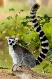 Lemur Dream Photo By Marvin Rivera National Geographic Your Shot Animals Beautiful Lemur Animals Wild