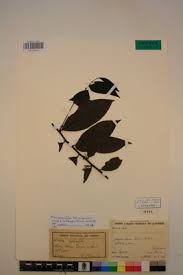 Image result for Rhaphiostylis