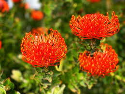 Check spelling or type a new query. 5 Easy To Grow Plants For Your Garden Garden Outdoor Lifestyle