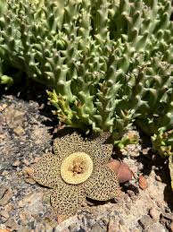 Image result for Orbea rogersii
