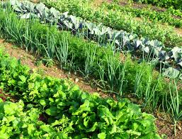 That way, as i am planting my garden, i can quickly glance at the list and pick and choose what i. Potato Companion Plants Kellogg Garden Organics