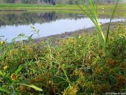 Image result for Stadmannia