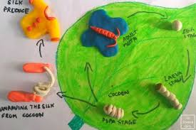 Download Life Cycle Of Silkworm 3d Model For Science Fair Project