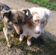 Hier sind unsere derzeitigen hunde, die noch ein neues zuhause suchen. Tierschutz Hunde Suchen Ein Zuhause Team 4 Two Hundetraining Hundepsychologie