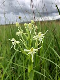 Image result for Habenaria gonatosiphon