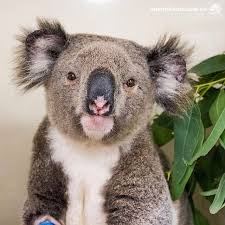 Pin Op Australia Cute Australian Residents