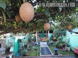 Di halaman rumah, tanaman kuping gajah mudah tumbuh subur jika diletakkan di bagian pojok halaman rumah yang agak teduh. Menanam Pohon Buah Di Teras Untuk Menunjang Keindahan Rumah