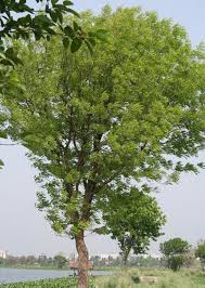 Mahogany Tree Uses Information About Mahogany Trees Shade Trees Tree Deciduous Trees