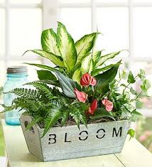 Pin By 1800flowers Corporate Giftin On Corporate Gift Ideas Container Gardening Flowers Plants Plant Gifts