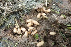 Gartentipps Ameisen Wirksam Vertreiben ǀ Husmann Blog