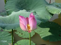Order before 12pm for same day delivery. Lotus Flowers