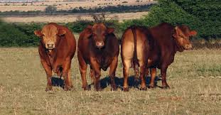 Below you will find listings of cattle being offered for sale by members of the eastern brahman breeder association. Bos Blanco Beefmasters Brahmans Beefmaster Brahman Stud In South Africa