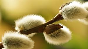 Take it all in and imagine yourself barefoot, lying on a blanket underneath a majestic willow tree, the warm sun on your cheeks, and the sound of. Goat Willow Salix Caprea British Trees Woodland Trust
