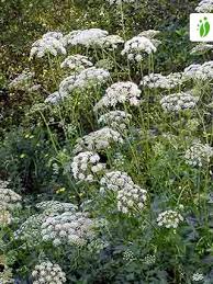 Image result for Pimpinella