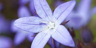 Campanula is sensitive to boron (b) deficiency and requires 0.25 ppm b at each irrigation to prevent a deficiency. Campanulas How To Grow And Care For A Campanula Bellflower Plant