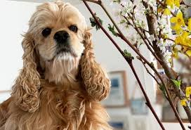 Are all cockapoos curly and if not, what influences this either way? Everything You Need To Know About The Amazing American Cocker Spaniel K9 Web