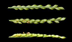 Image result for Urochloa serrata