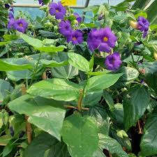 Image result for Thunbergia battiscombei
