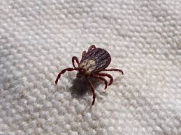 Instead of turning the map as you head toward your destination, pivot around it as if switching seats at a table. Guide To Avoiding Ticks In Illinois Turf Care Enterprises