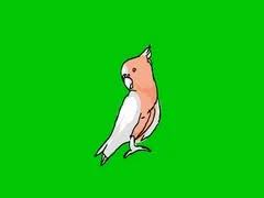 Peacock green screen video 67 Peacock Hand Drawn Green Screen Stock Video Pond5